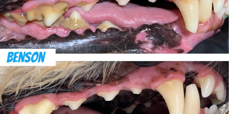 Tartar on Dogs’ Teeth in Ontario