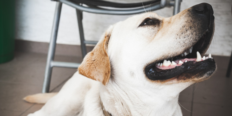 Dog Teeth Cleaning Cost in Ontario