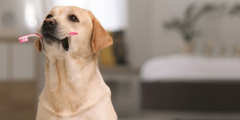 Healthy Dog Treats in Ontario