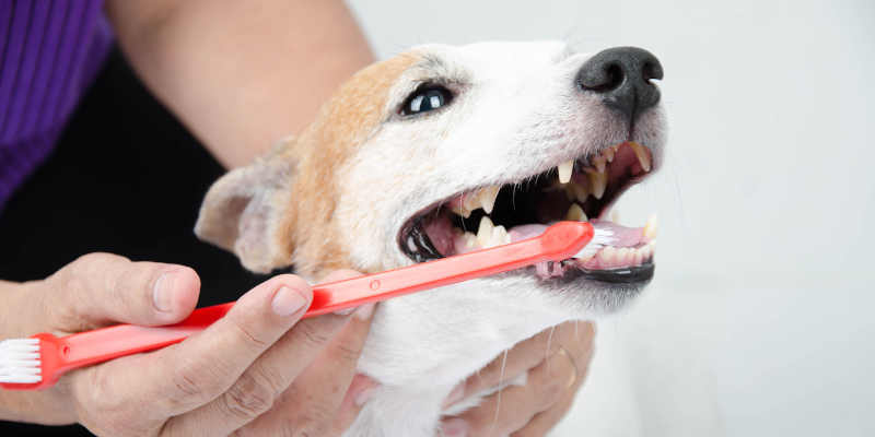 Dog Dental Cleaning in Ontario