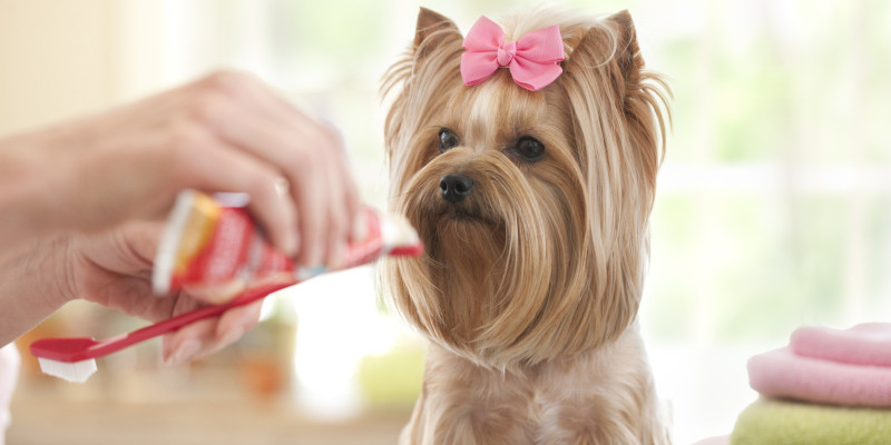 Dog Teeth Cleaning in Ontario