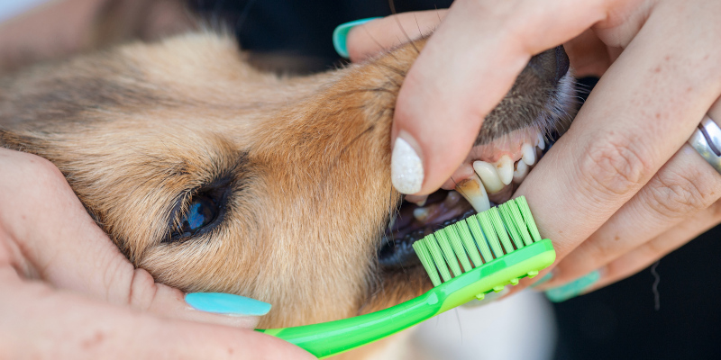 Dog Cosmetic Teeth Cleaning in Southern Ontario