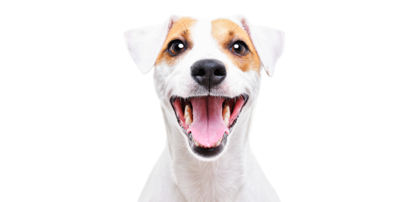 Follow These 4 Steps for Great Dog Dental Health! 