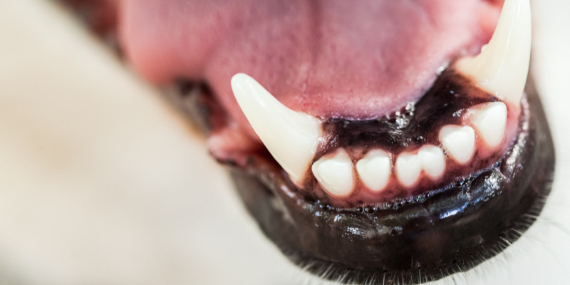 sign of healthy dog teeth and gums