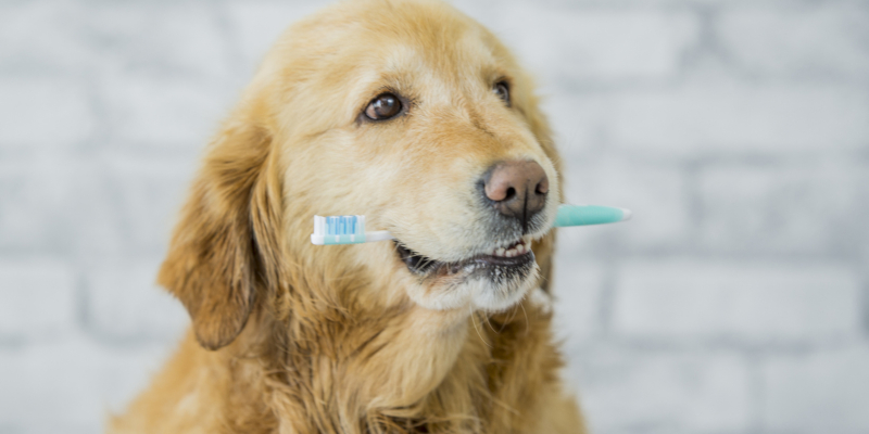Are You Doing Enough Dog Dental Care? 