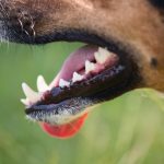 Dog Teeth Scaling