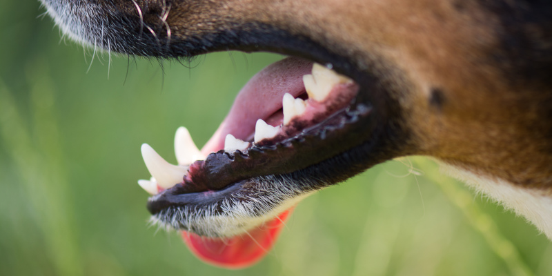 Dog Teeth Scaling in Ontario