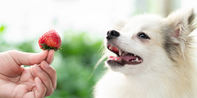 3 Foods for Healthy Dog Teeth