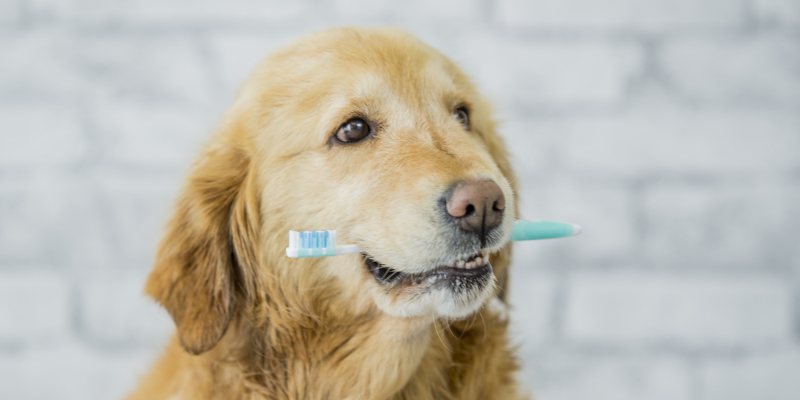 3 Tips for At-Home Dog Teeth Cleaning