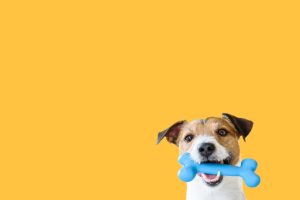 3 Common Misconceptions About Dog Oral Care