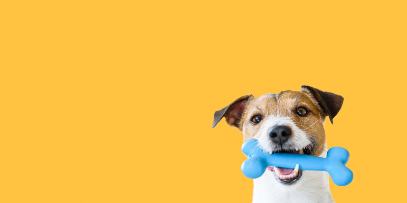3 Common Misconceptions About Dog Oral Care
