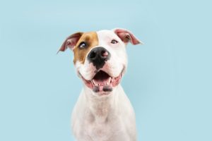 3 Easy Ways to Care for Your Dog’s Dental Health