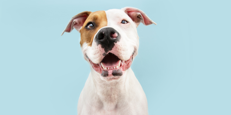 3 Easy Ways to Care for Your Dog’s Dental Health 