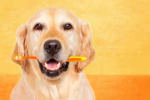 For the Best Dog Teeth Cleaning, Try Out These Tips