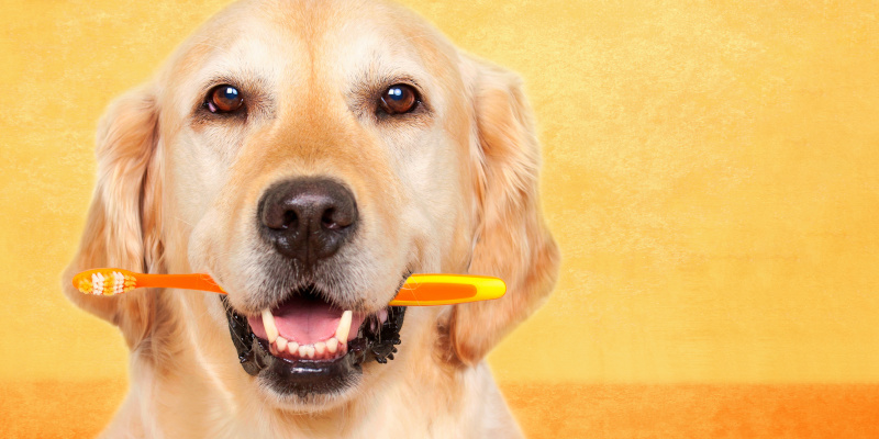 For the Best Dog Teeth Cleaning, Try Out These Tips 