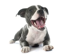 How Often Should You Have Dog Teeth Cleaning Done?