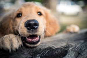 What Does Dog Cosmetic Teeth Cleaning Do?