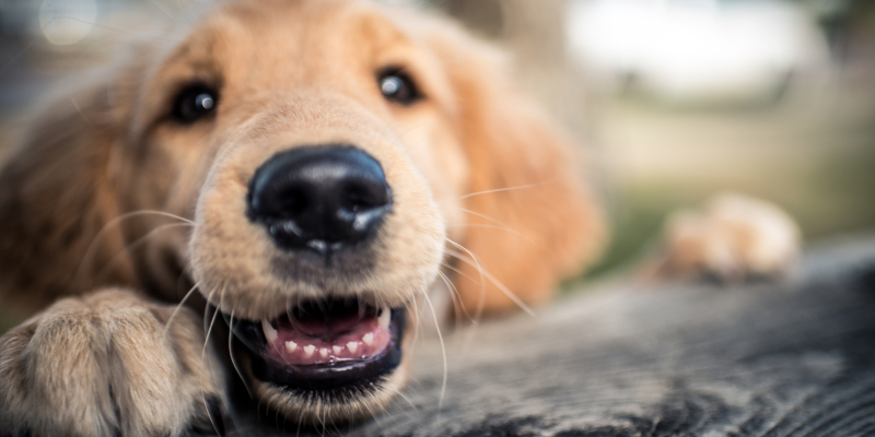 What Does Dog Cosmetic Teeth Cleaning Do? 