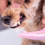 Best Dog Teeth Cleaning in Southern Ontario