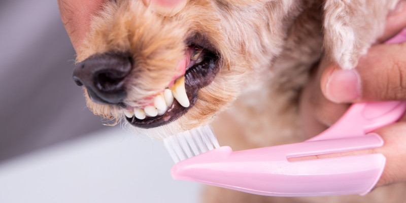 Best Dog Teeth Cleaning in Ontario