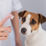 Affordable Dog Teeth Cleaning in Southern Ontario