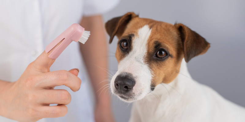 Affordable Dog Teeth Cleaning in Ontario