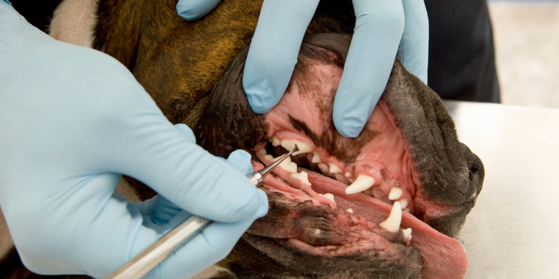 Canine Teeth Cleaning in Ontario