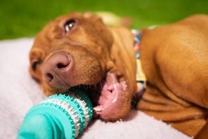 Three Key Steps in a Good Dog Oral Care Routine
