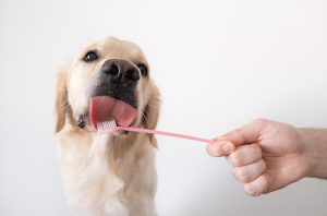 Dog Dental Health: Toothbrushing 101