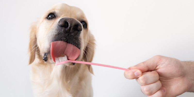 Dog Dental Health: Toothbrushing 101