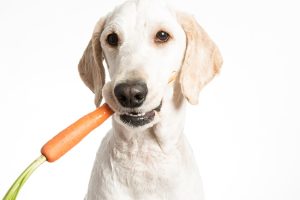 Tips and Tricks to Help Prevent Tartar on Dogs’ Teeth