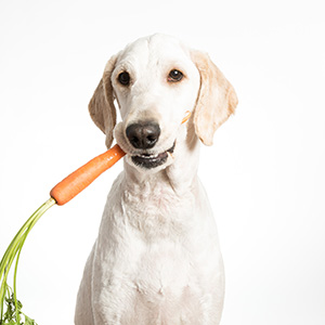 Tips and Tricks to Help Prevent Tartar on Dogs’ Teeth