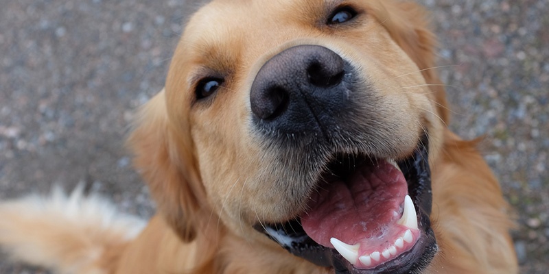 What is Dog Cosmetic Teeth Cleaning?