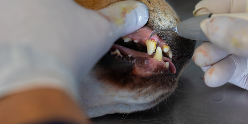 Dog Cosmetic Teeth Cleaning, Ontario