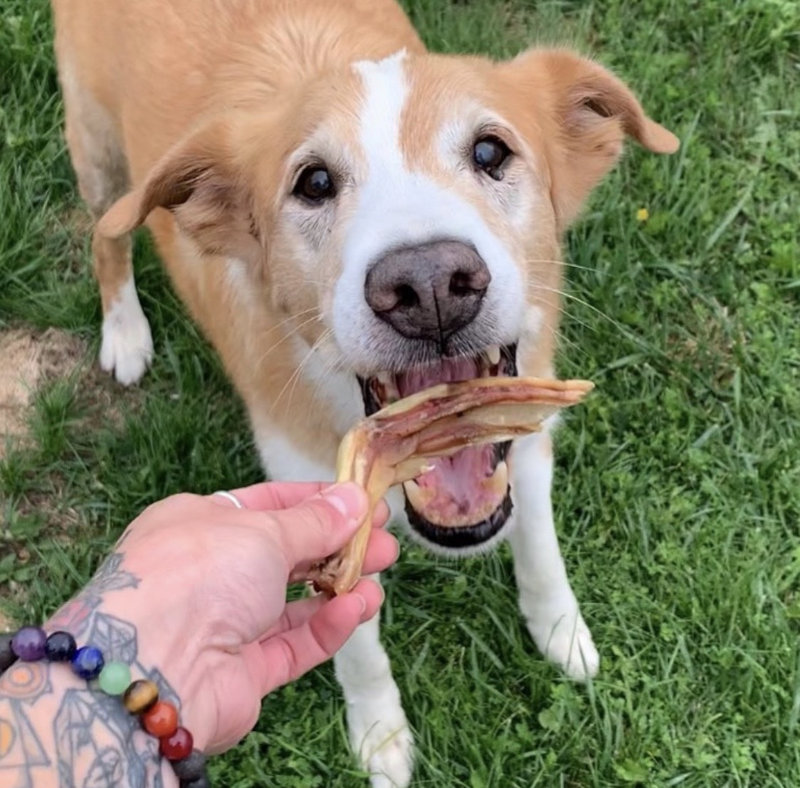 Dog Cosmetic Teeth Cleaning in Ontario