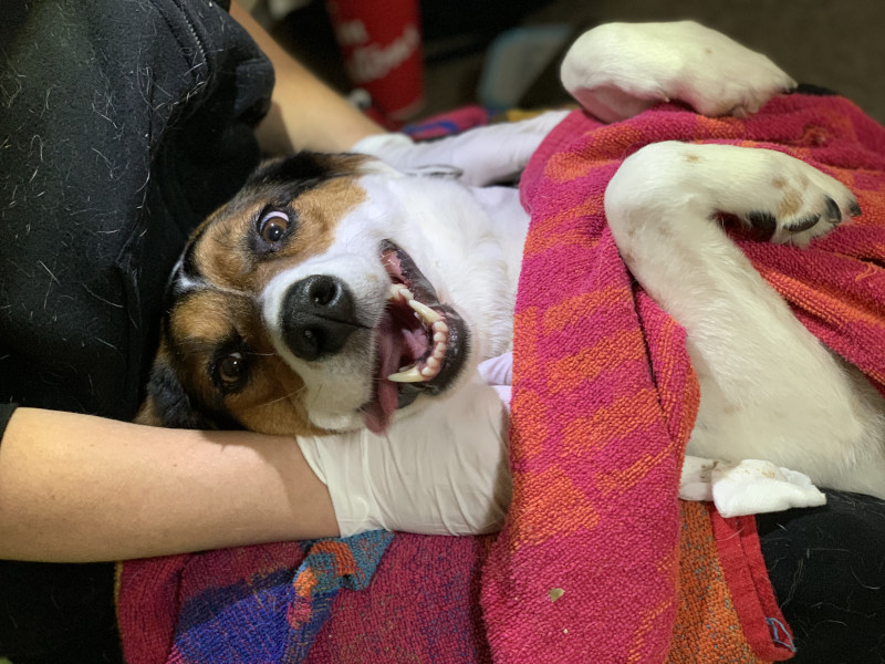 Dog Cosmetic Teeth Cleaning in Ontario