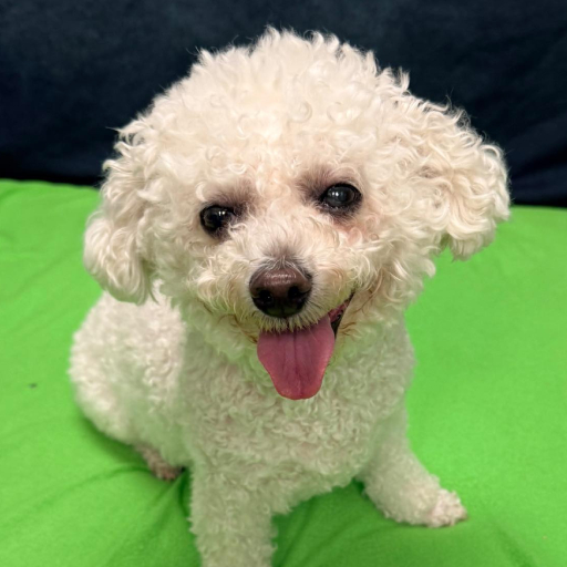 APL Teeth Cleaning & Treats