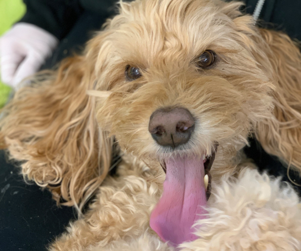 APL Teeth Cleaning & Treats