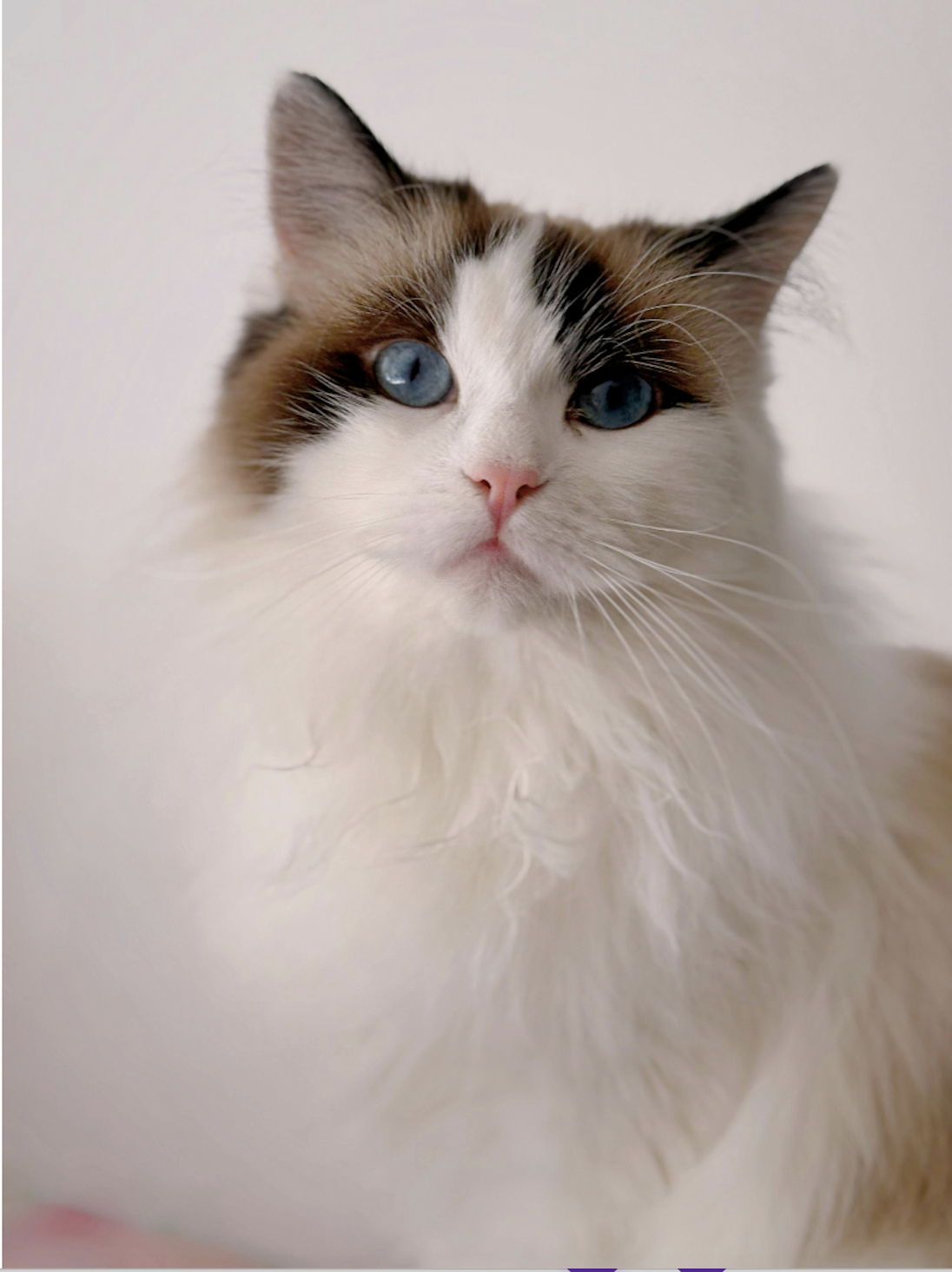 2025-12-22_09-44-10 APL Cosmetic Teeth Cleaning & Treats Inc.